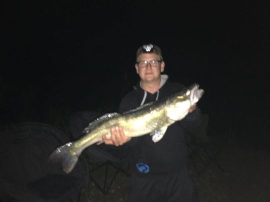 Zander