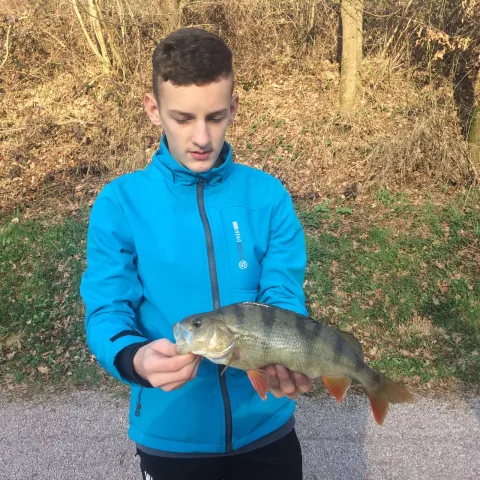Flussbarsch