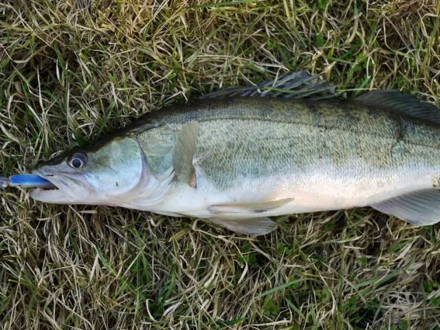Zander