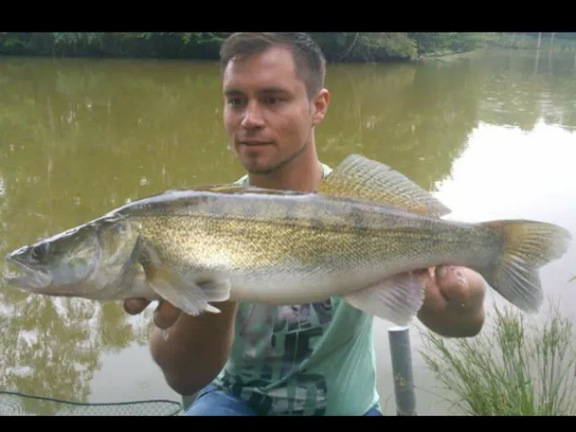 Zander