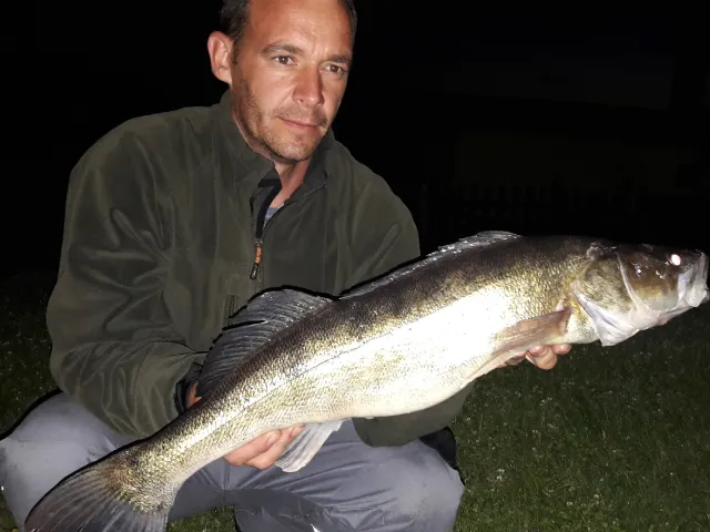Zander