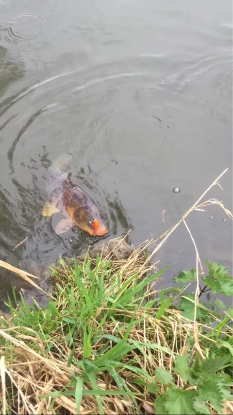 Karpfen
