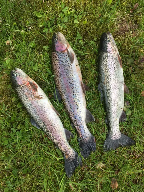 Regenbogenforelle