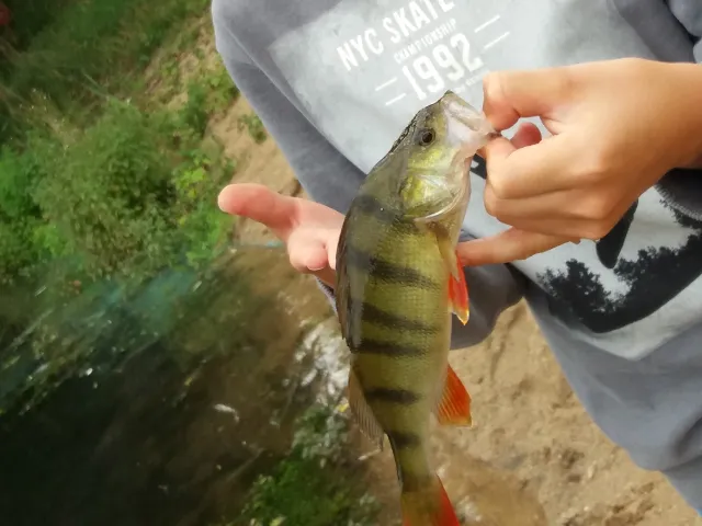 Flussbarsch