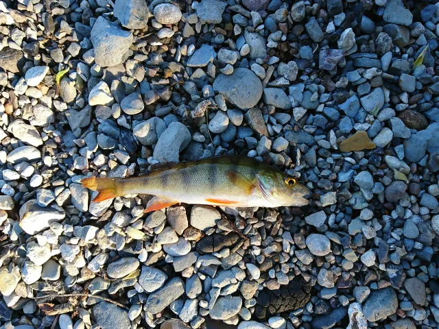 Flussbarsch