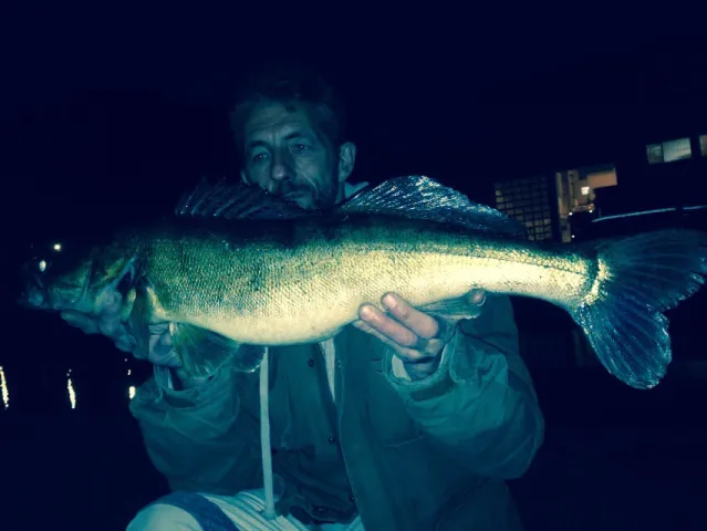 Zander