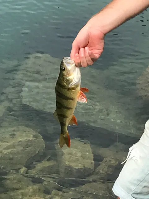 Flussbarsch
