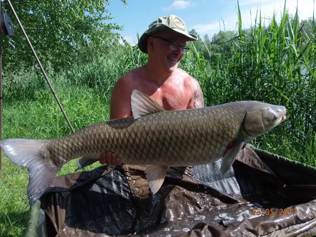 Graskarpfen