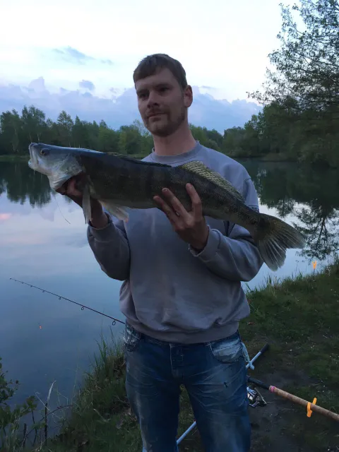 Zander