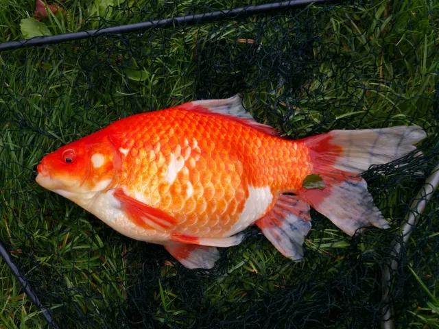 Goldfisch