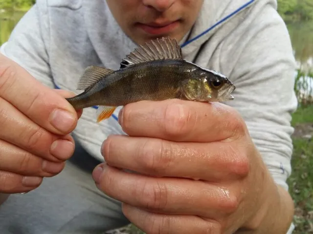 Flussbarsch