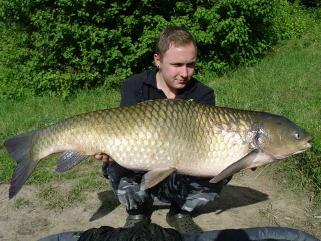 Graskarpfen