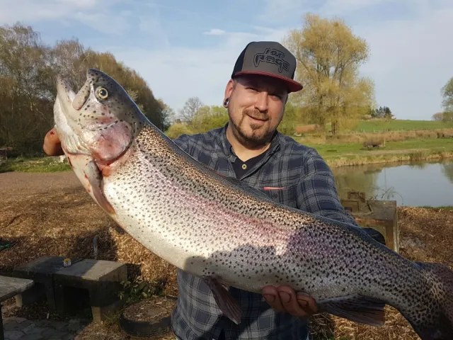 Regenbogenforelle