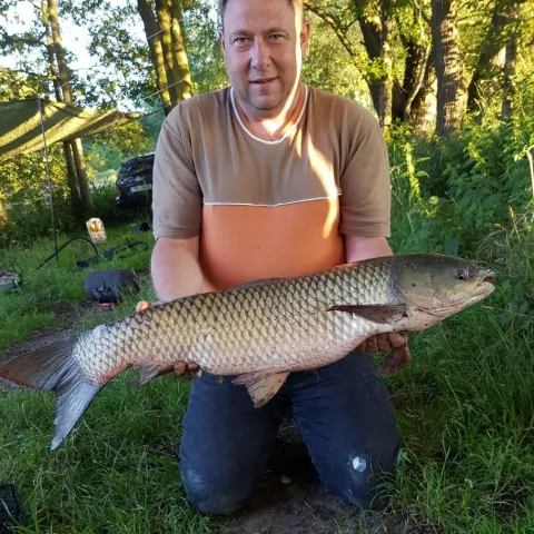Graskarpfen