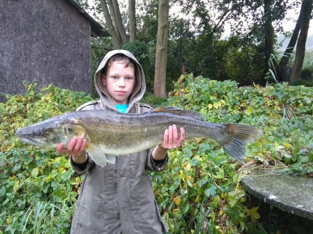 Zander