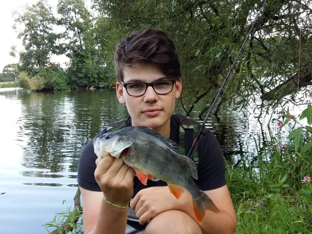 Flussbarsch