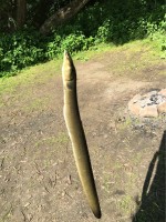 Aal