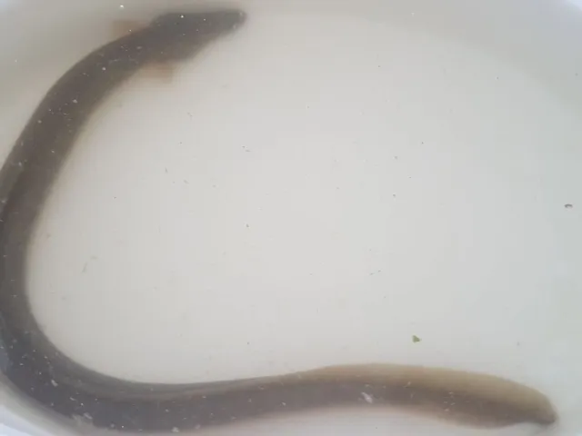 Aal