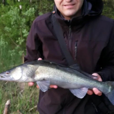 Zander