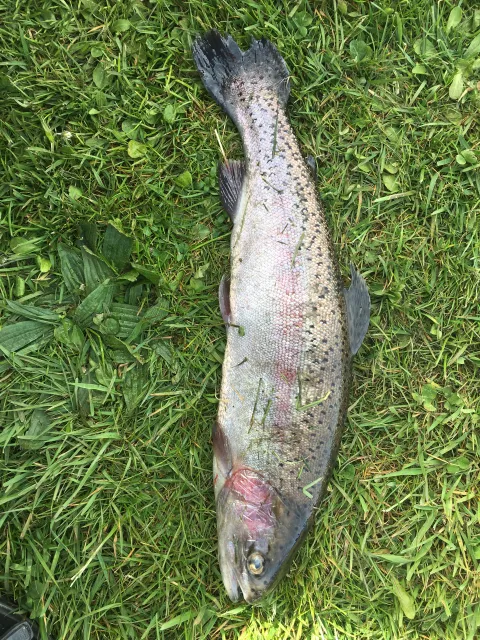 Regenbogenforelle