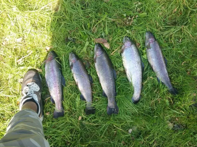Regenbogenforelle