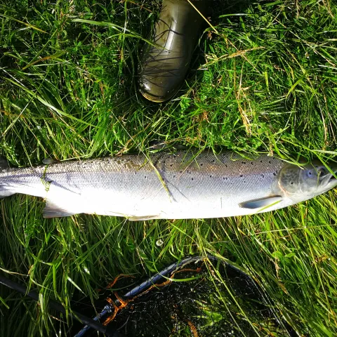 Lachs
