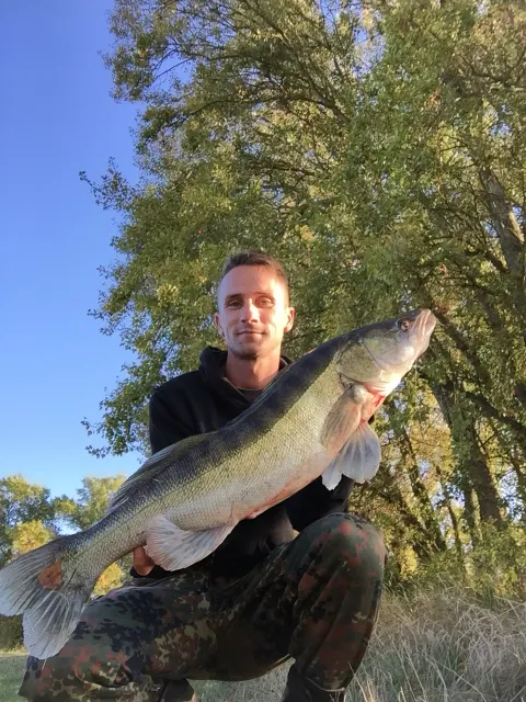Zander