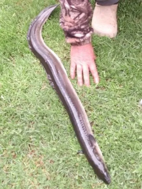 Aal