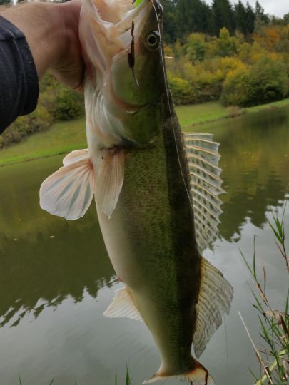 Zander