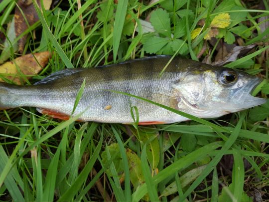 Flussbarsch