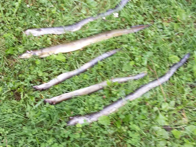 Aal