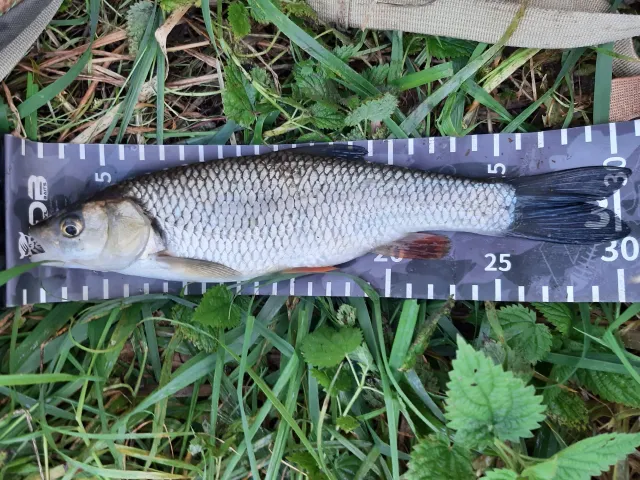 Döbel