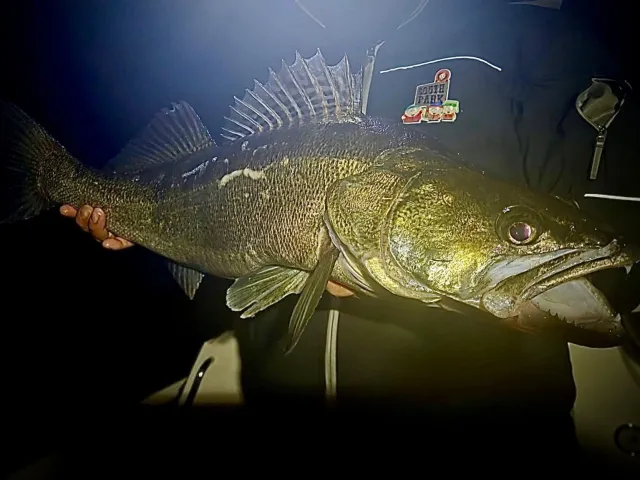 Zander
