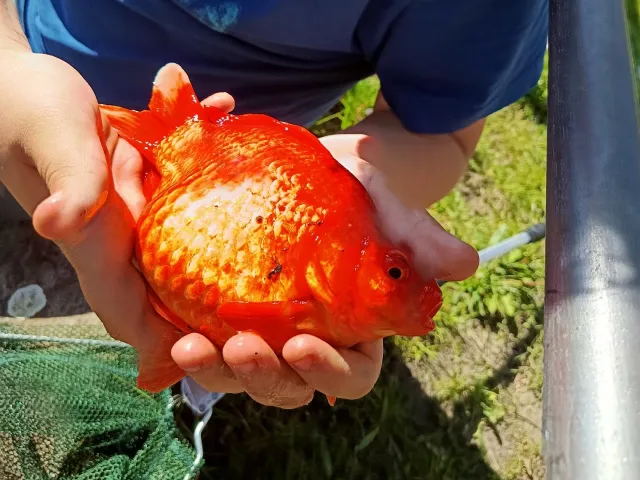 Goldfisch