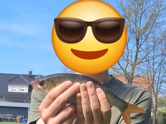 Rotauge