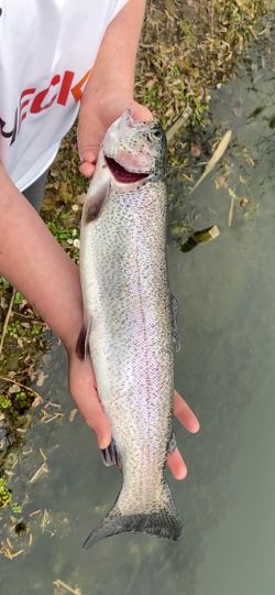 Regenbogenforelle