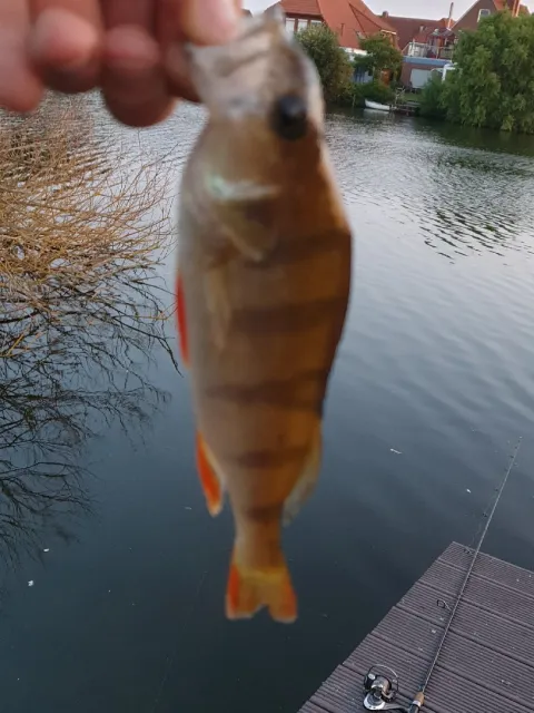 Flussbarsch