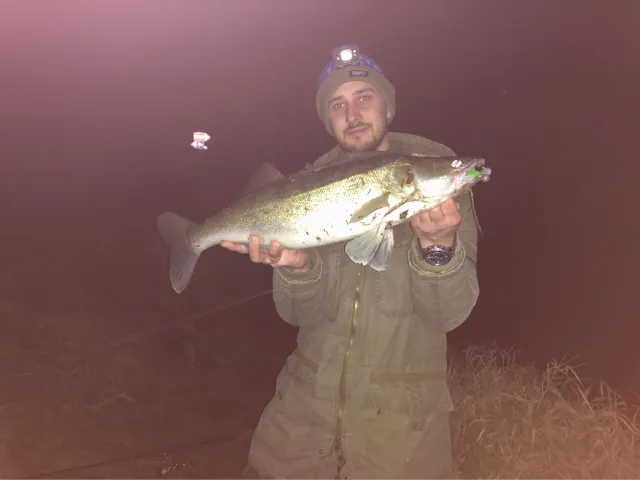 Zander