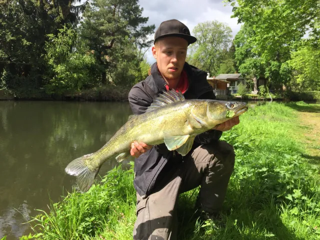 Zander