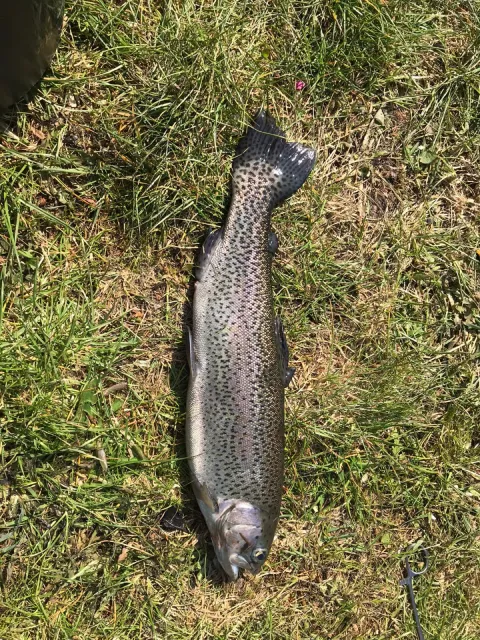 Regenbogenforelle