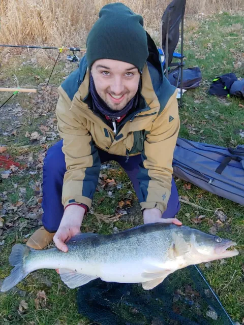 Zander
