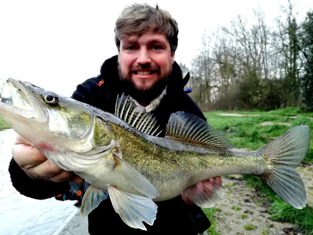 Zander