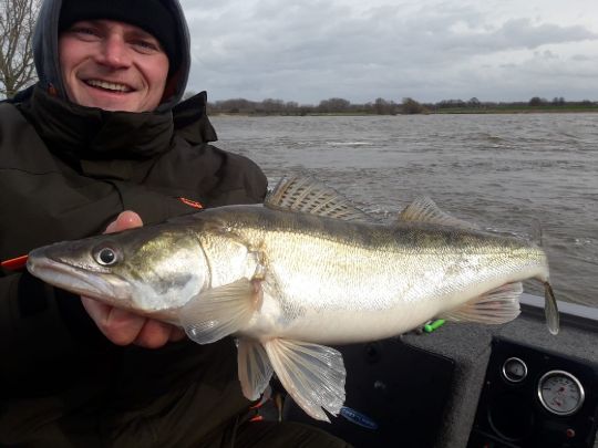 Zander