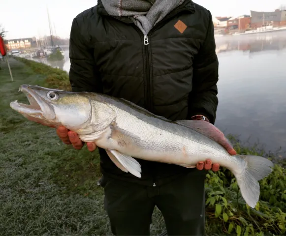 Zander