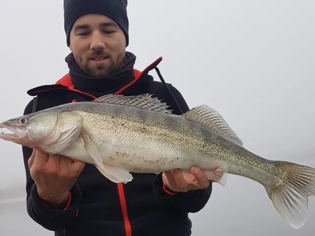 Zander