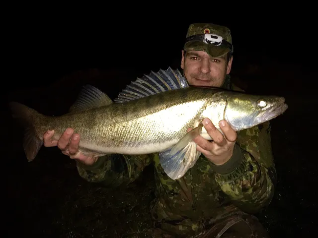 Zander