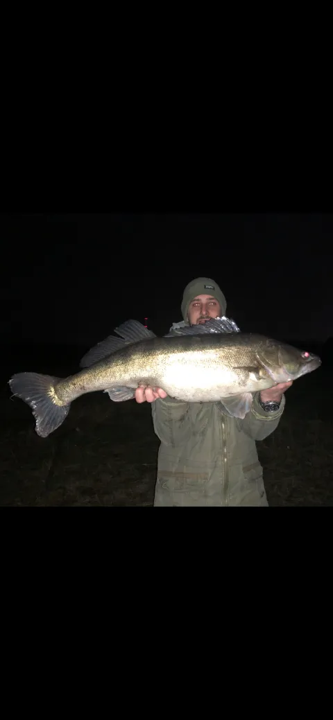 Zander