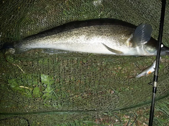 Zander