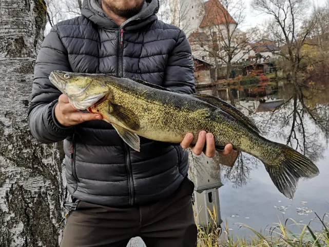 Zander