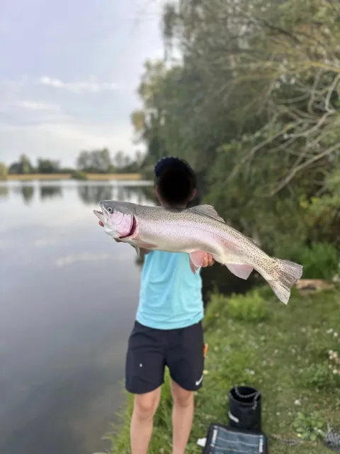 Regenbogenforelle